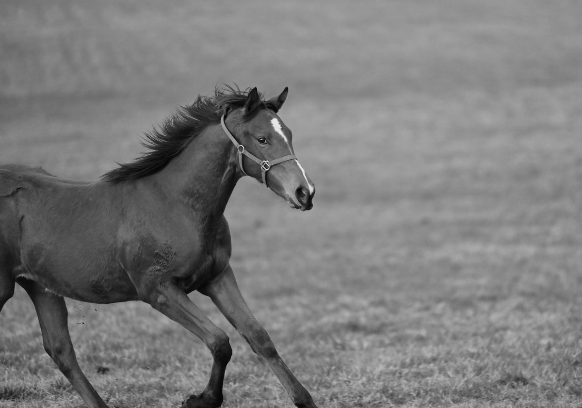 2178❣️ 瑪瑙 馬 唐馬 戦闘馬 2178❣️ 瑪瑙 馬 唐馬 戦闘馬