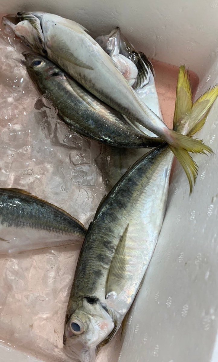 釣り好き集まれ！ Community on X - 2.7K Members