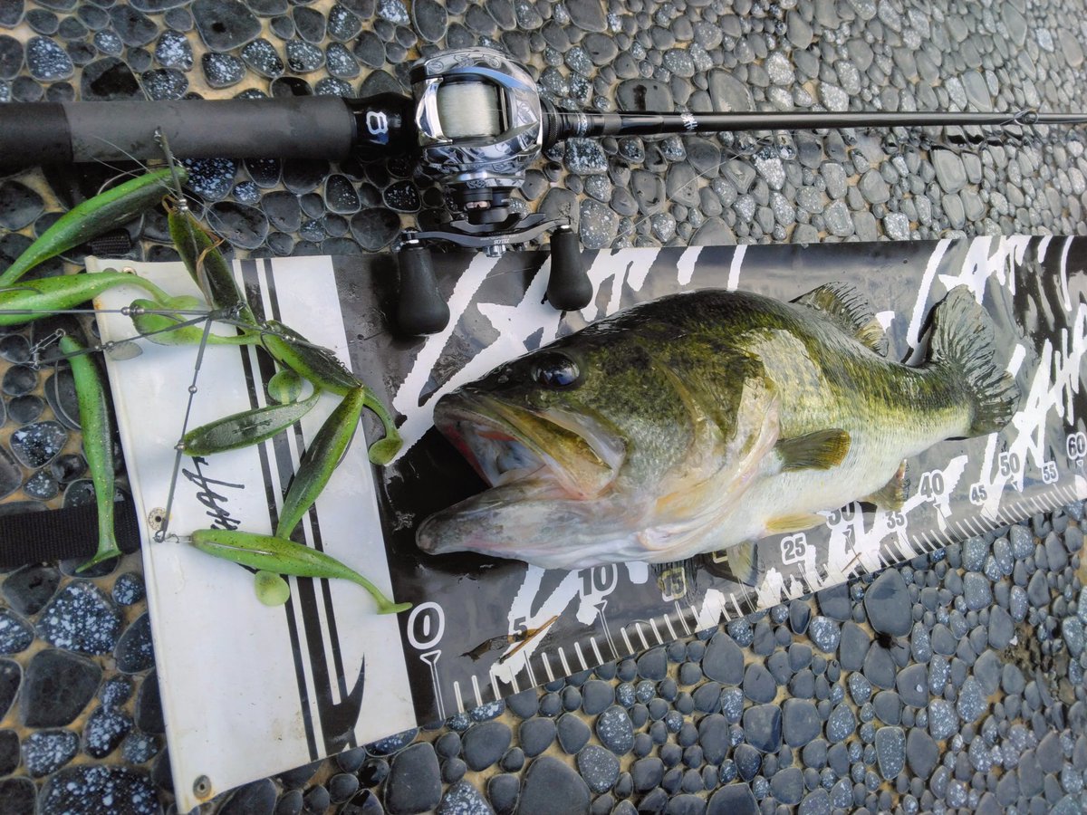 🐼バス釣り名人🐼 (@goGx43gLxP6Q7uk) / Posts / X