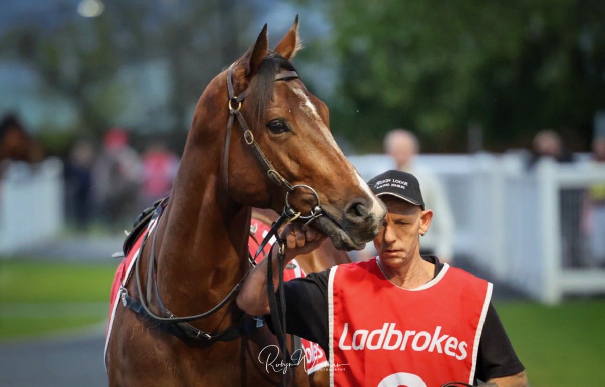 EnsignLodge's tweet image. The almost perfect physical - the lovely Mazzini With thanks to ⁦@whishaw_robyn⁩ for the great photos ⁦@Armidale_Stud⁩ #Needs Further #Winner