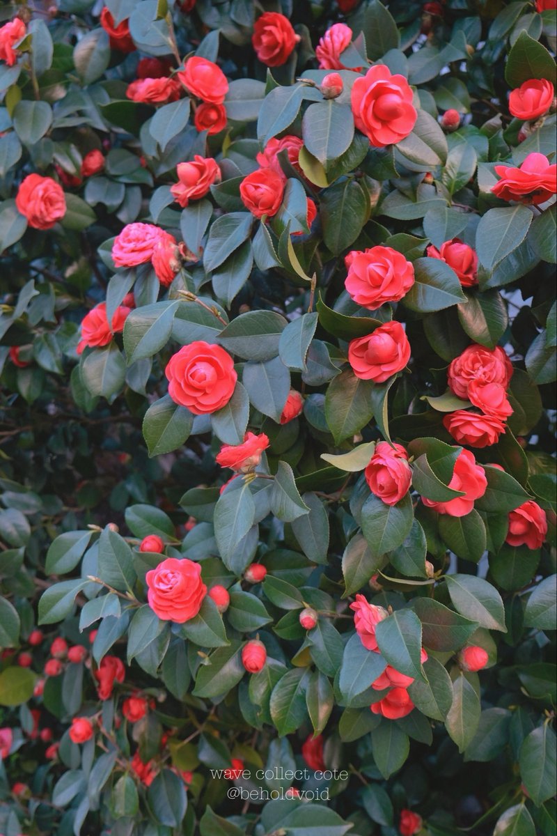 𝚌𝚘𝚝𝚎 tweet media