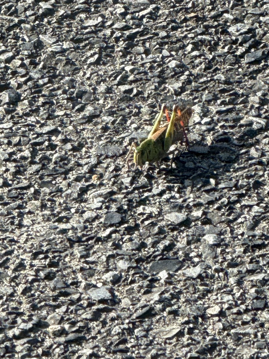 れい爺 tweet media