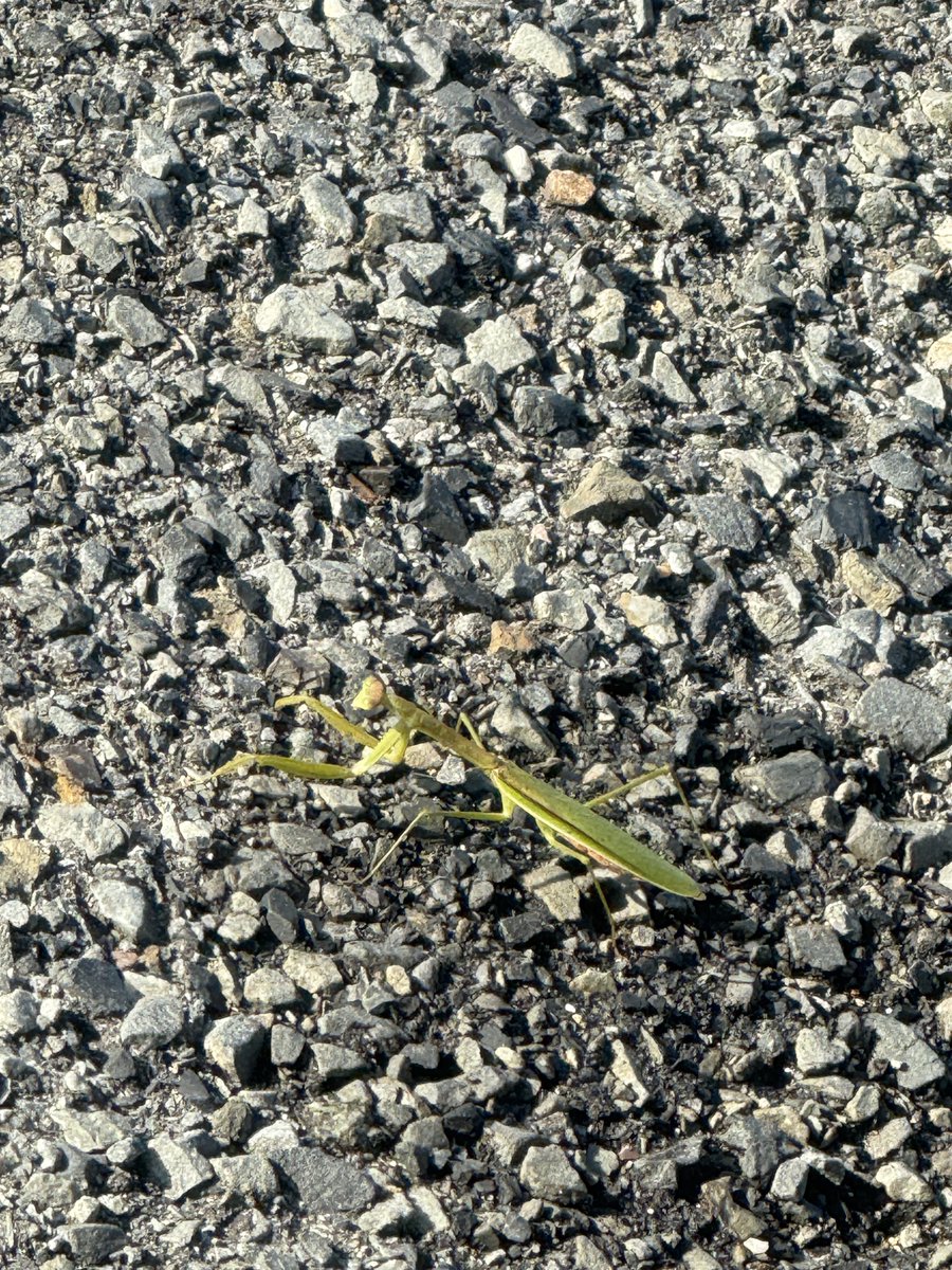 れい爺 tweet media