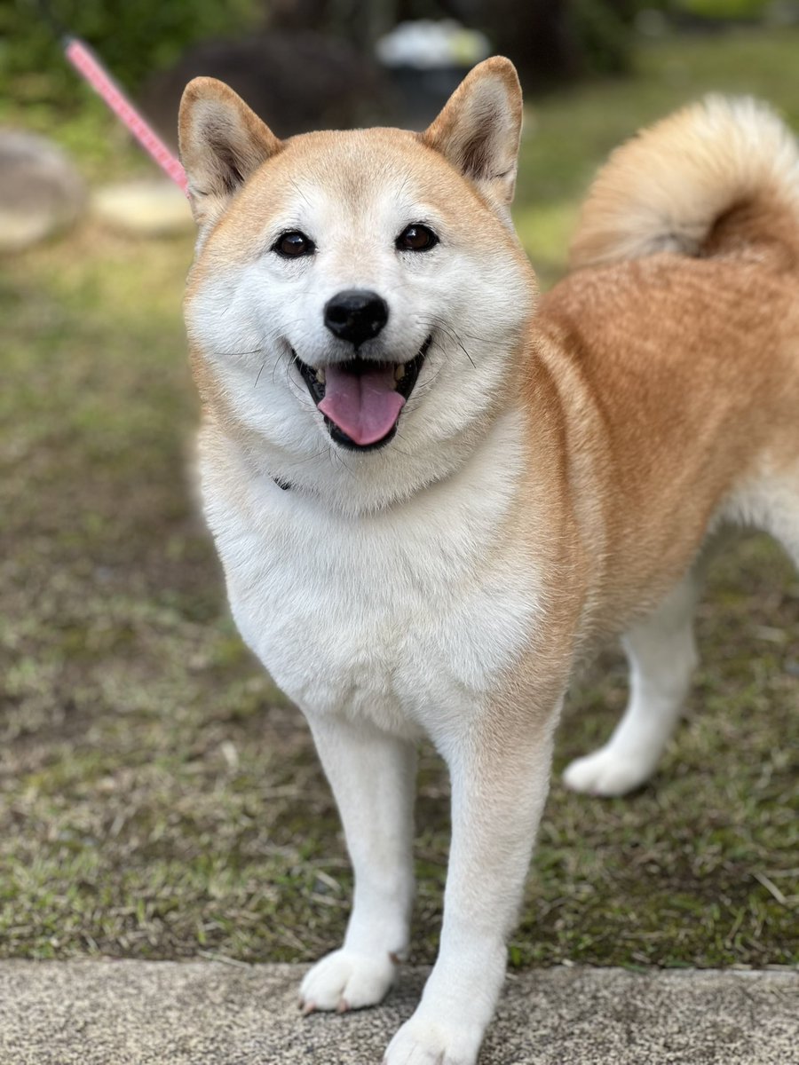 柴犬みかんQちゃん父ちゃん (@rabbitsky512) / Posts / X