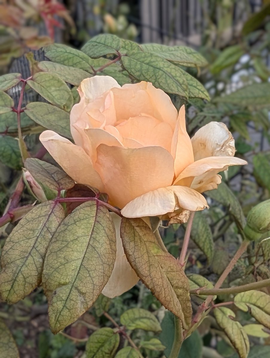 ⚫️⚪️🌸クロシロ🌸⚫️⚪️ on X