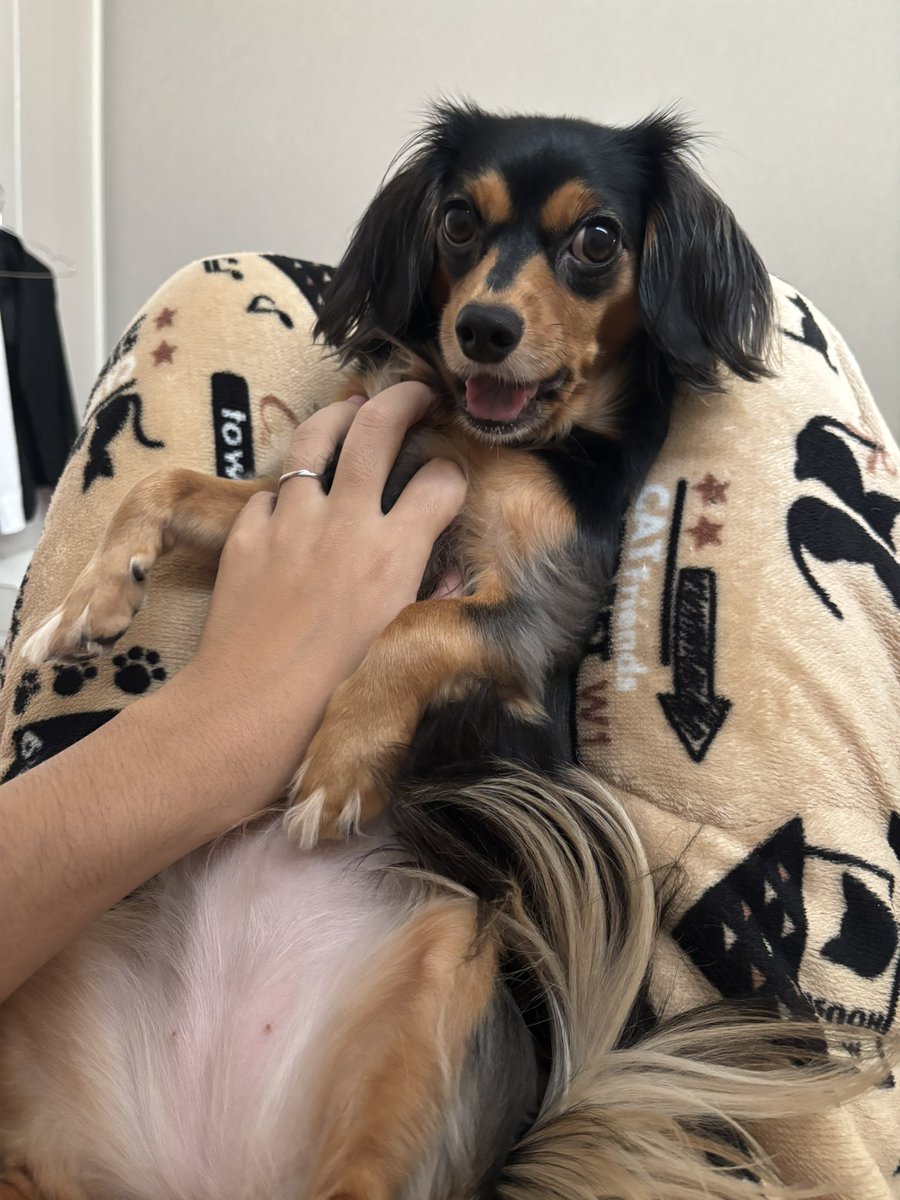 KY_S15's tweet photo. #犬フォト選手権2025

今日も元気！いつまでも元気🐶 https://t.co/yR8taxkw0P