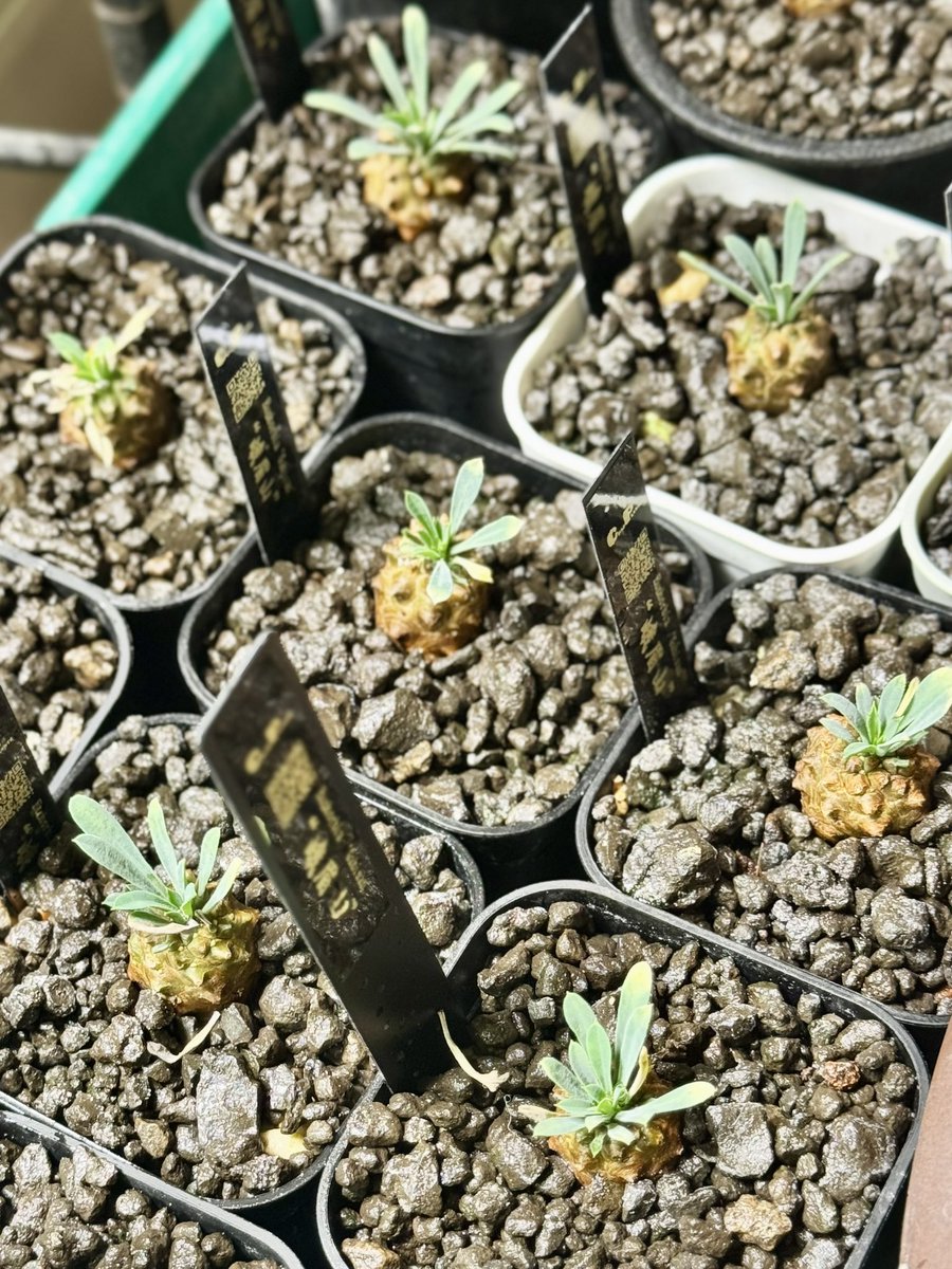 yuyuです❣️0826 yuu. on X