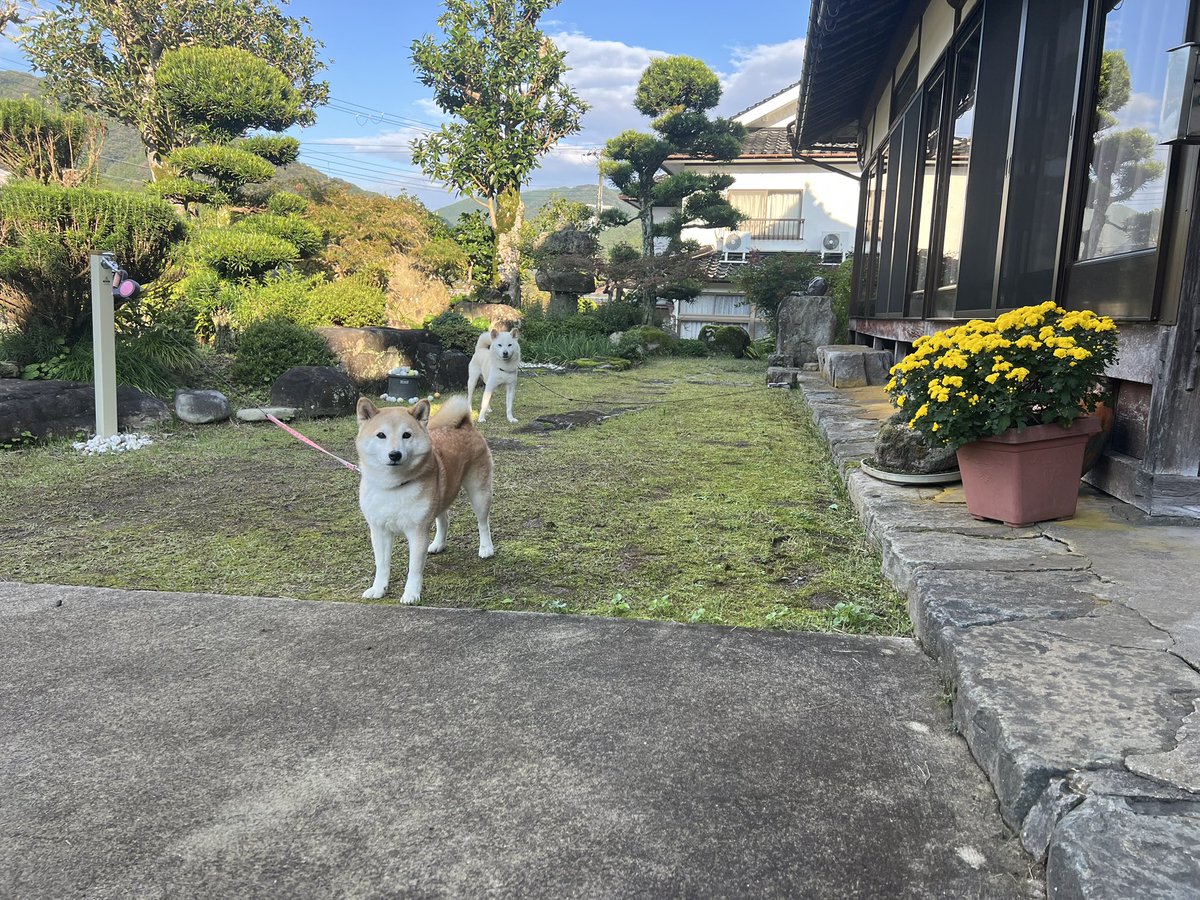柴犬みかんQちゃん父ちゃん tweet media