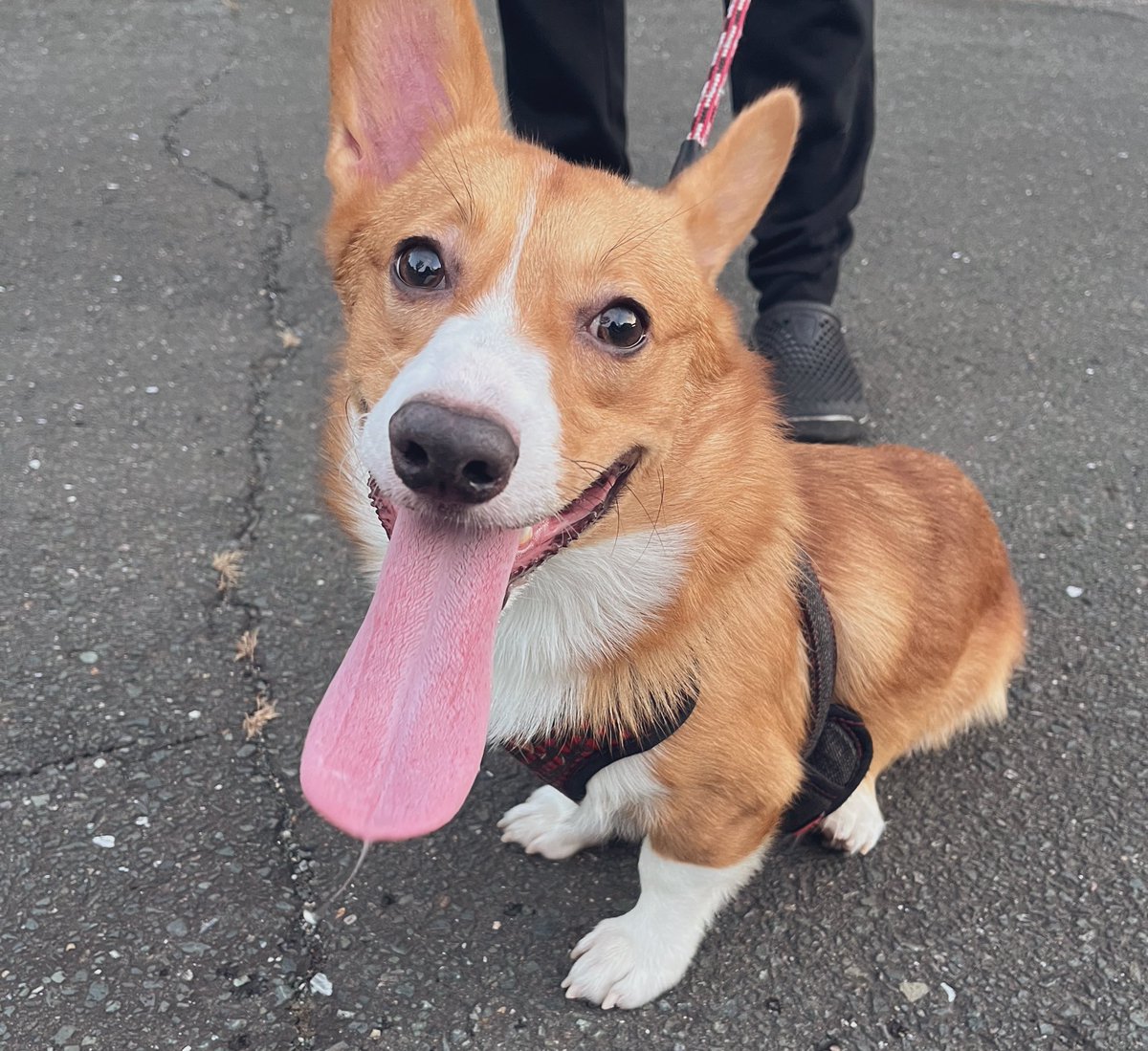 aika_corgi1112's tweet image. お散歩楽しいねぇ☺️

#corgi
#Corgi
#CorgiLover 
#コーギー
#短足部
#コーギーのいる暮らし