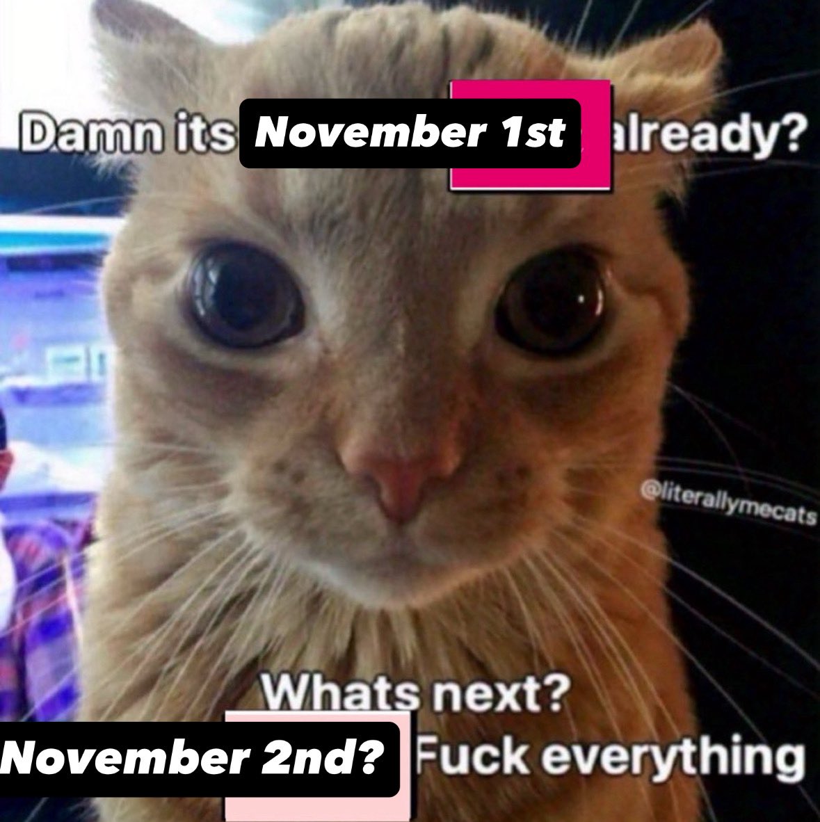 LiterallyMeCats (@literallymecats) on Twitter photo 