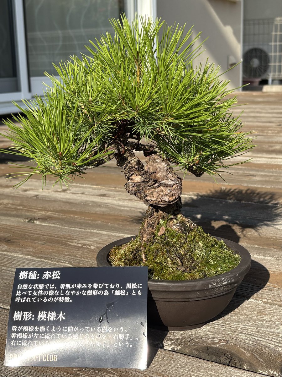 まじすけ @BONSAI NFT代表 (@majisukejp) / Posts / X