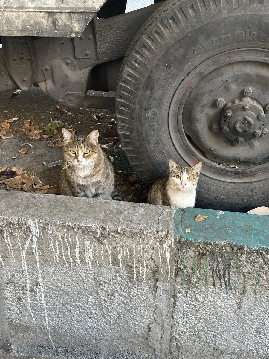 فَرآشپز (@hasgonemad) on Twitter photo 