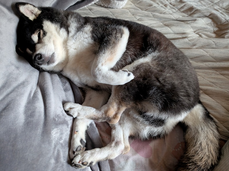 柴犬のモモ (@momoshiba1105) / Posts / X