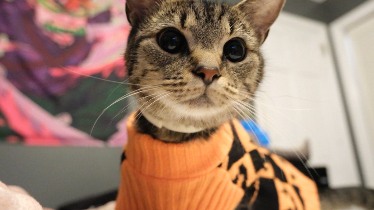 Slashest's Cats tweet media