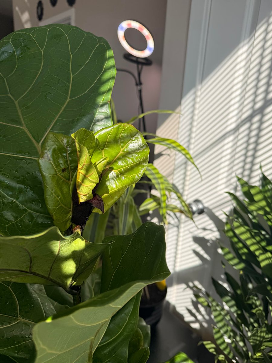 AllForGardening's tweet image. Prune update
 
allforgardening.com/1495163/prune-…
 
#FicusLyrata #FiddleLeafFig