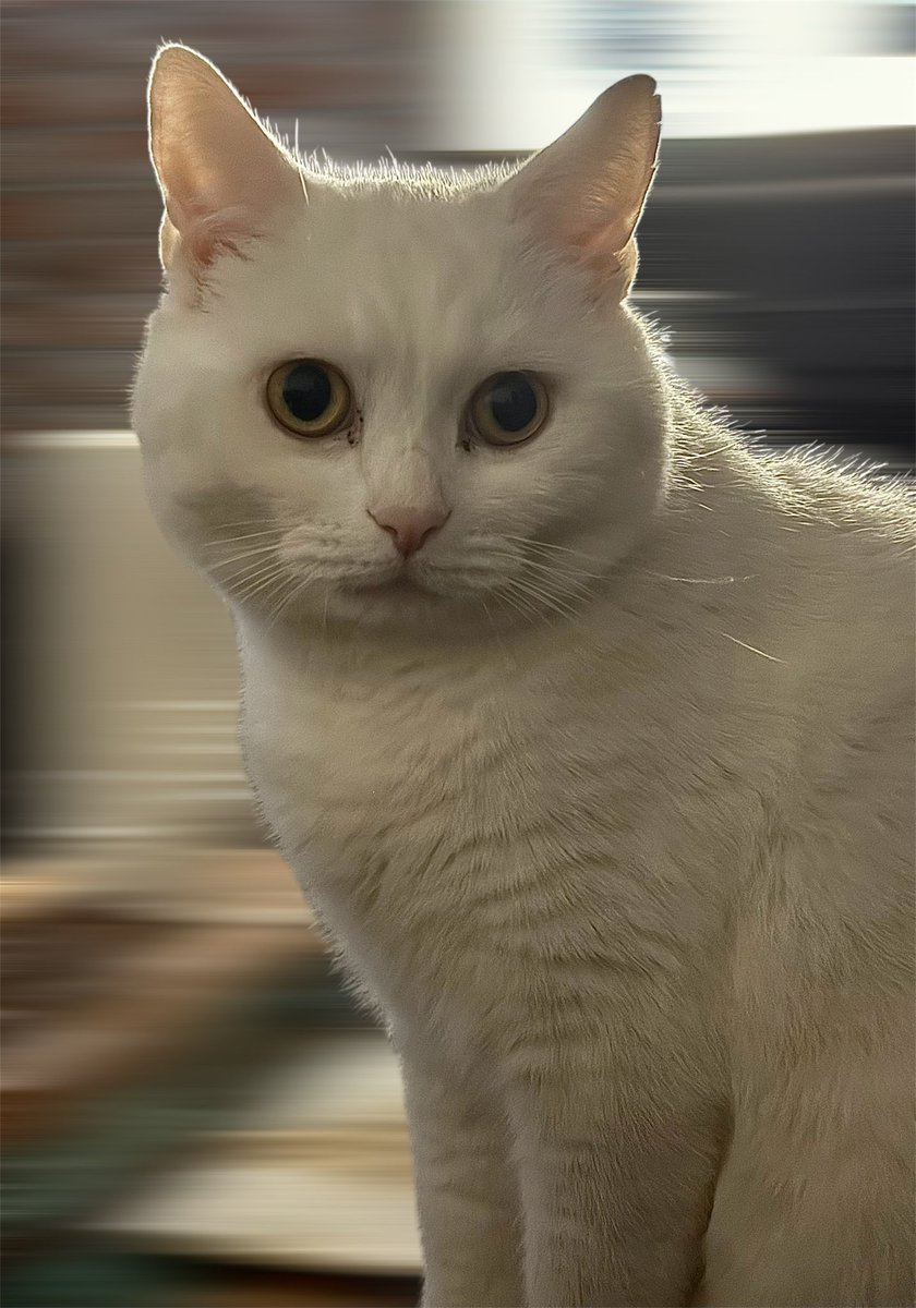 Guten Morgen ihr Lieben. Ausnahmsweise guckt Milky mal in die Kamera. Wünsche euch ein schönes Wochenende 🥰
#katzen #cats #katze #tier #animal #love #tiere #animals #cat #katzenliebe #stubentiger #white #indoor #fun #iPhone16Pro #thüringenfotografie