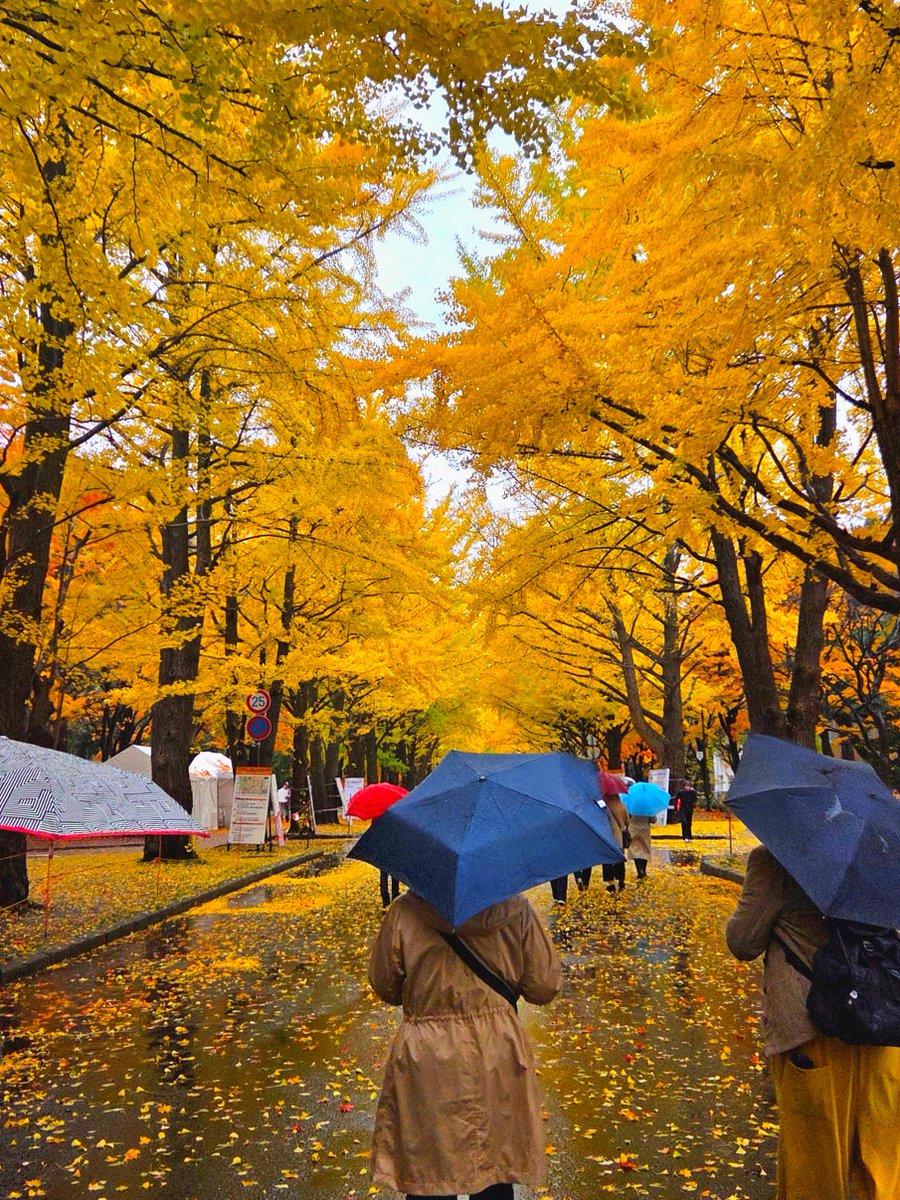 HarmoMikus's tweet photo. 🎉 いよいよ本日開催！🎉
あいにくの雨ですが、足元に気をつけてお越しください☔️
紅葉も見頃で、秋のキャンパスも楽しめます🍁

📅 2025年11月1日(土) 
🕕 18:00開場、18:30開演
📍 北海道大学 クラーク会館 講堂
💴 入場無料

#HarmoMikus #ボカロ #ファンメイドライブ https://t.co/hwX6ucLDQD