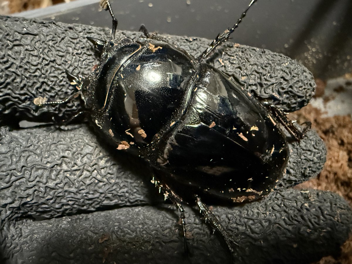 なめだんご on X