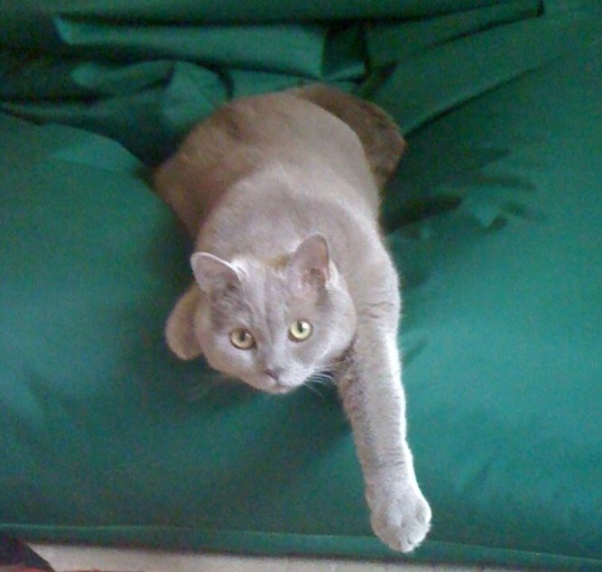 Guten Morgen #Twitterrudel, wie die Zeit vergeht.. 25 Wochen bin ich nun ohne meinen Toni 🥺.
Auf dem Foto ist er 2 Jahre alt und so ein süßer Schatz 😍.
Ich wünsche euch ein ruhiges Herbst-Wochenende, liebe Grüße, Tonis Frauchen 😘