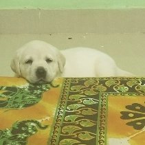 MAslamMetlo786's tweet image. Ladies and Gentlemen,

I would like to share something very personal with the global community. On 4th December 2023, I welcomed my most beloved pet — an intelligent Labrador 🐕 — into my home. I purchased him with $180 earned from the cryptocurrency industry during the 2021 bull…