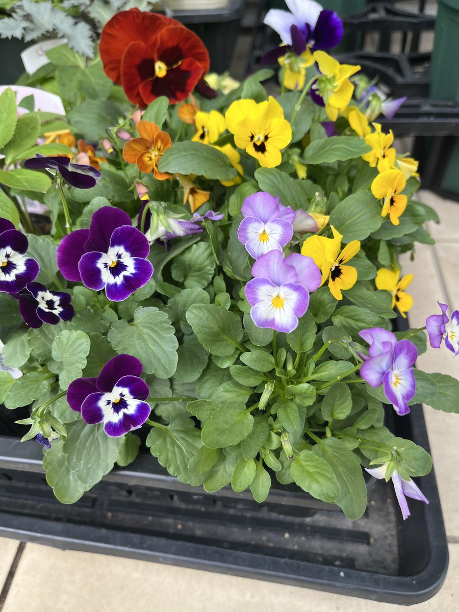 ゼノさん✨️家庭菜園3年生 on X