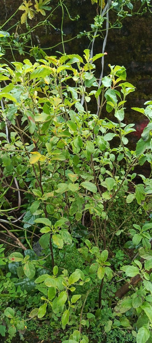 Tulsi leaves offer numerous benefits, including boosting the immune system, improving respiratory and digestive health, and providing antioxidant and anti-inflammatory effects. They are also used to help manage stress, regulate blood sugar and blood pressure, and improve skin.