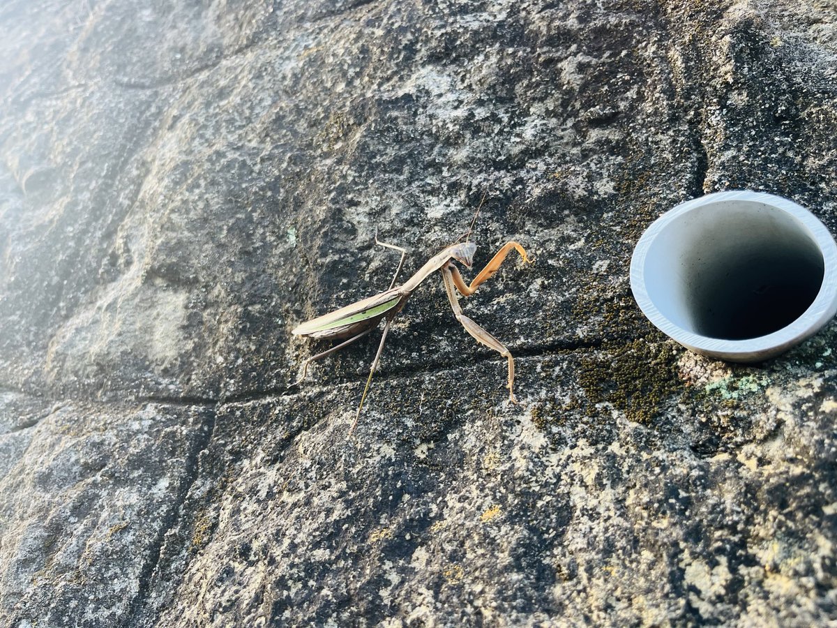 おおかまきり様　ありがとうございます saint_right on X