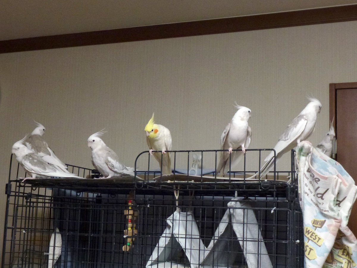 ⬅️今日も今日とて文鳥VS....
➡️敗者の皆さま

#文鳥 #オカメインコ