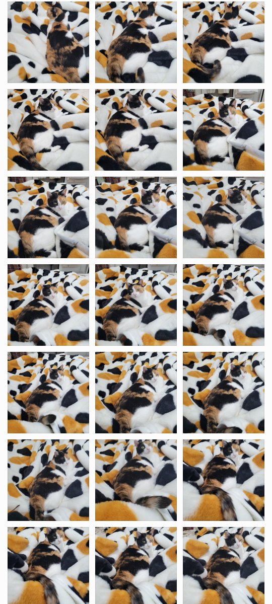 目をチカチカさせてやろうか🤩

 #猫feel