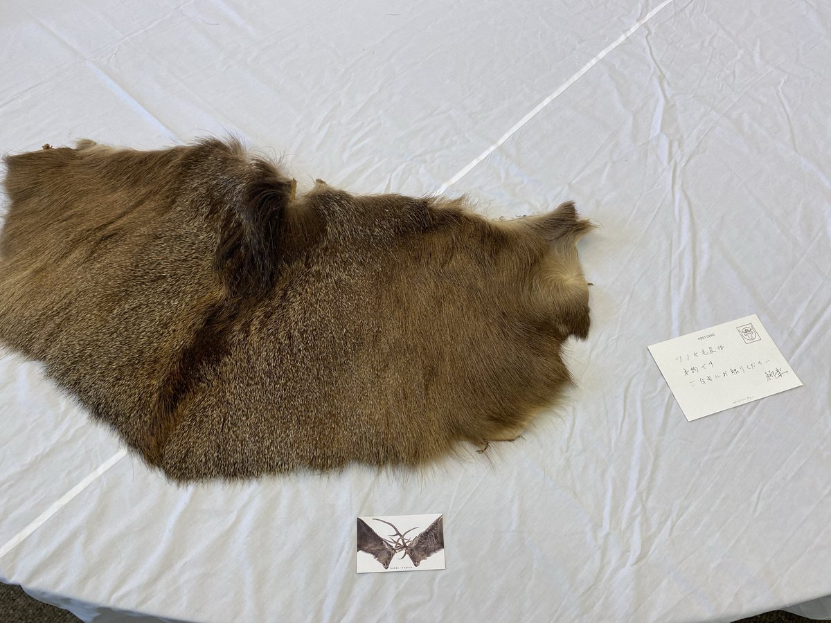 我が町で開催中の柳楽さんの写真展、行ってまいりました！
多伎コミュニティセンターの2階にて。あっ！知ってるという名写真がズラリ。北海道の大自然と一体になった気がするひととき。人間も鹿も熊も自然の中の１つの命なんだな。
鹿の皮や角お触り自由。絵葉書プレゼント感謝🙏　#柳楽航平　#写真展