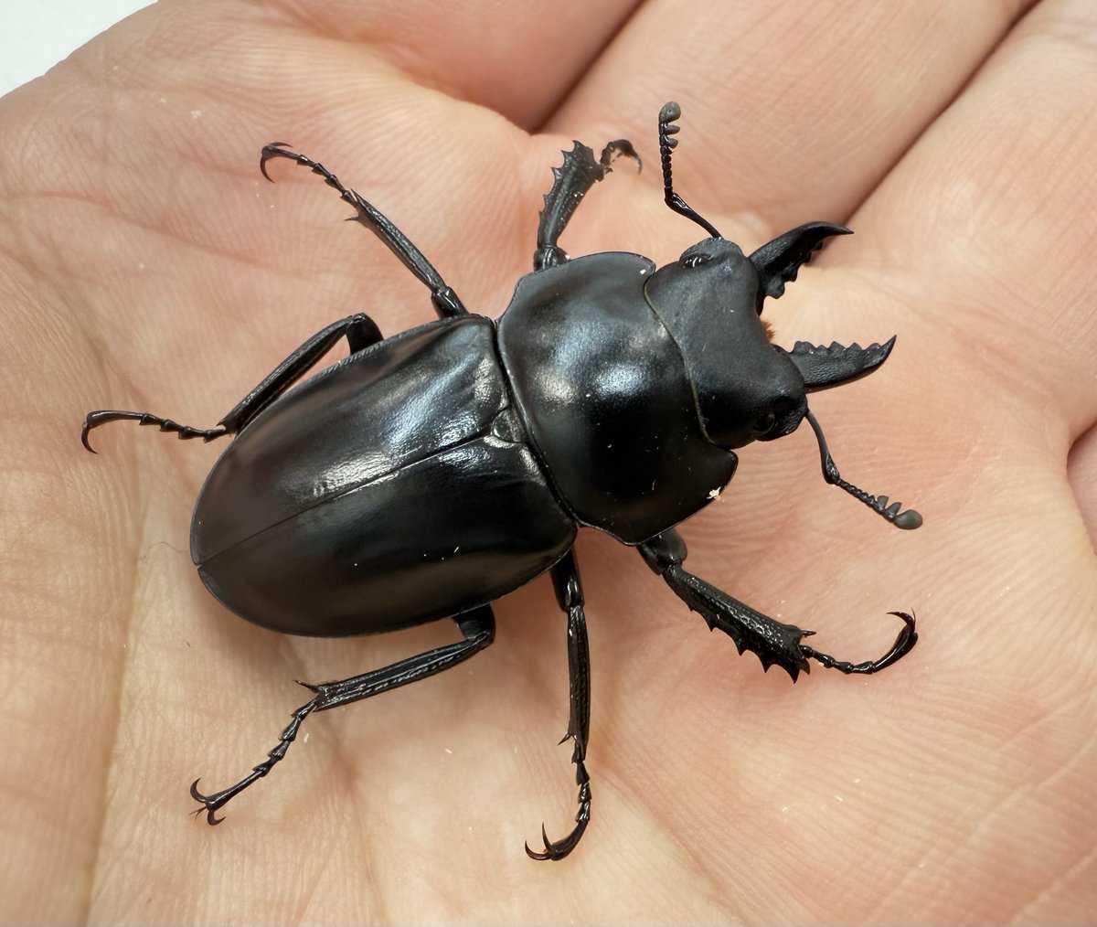 むし社 (@mushi2091) / Posts / X