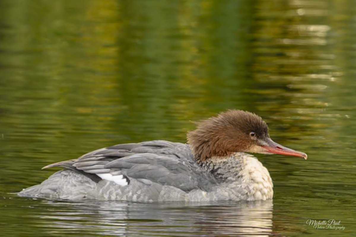 nature_michelle's tweet image. Happy weekend! This Goosander decided to pay a visit to a local park this week and has been quite the star! A beautiful looking bird and a lifer for me! 🧡