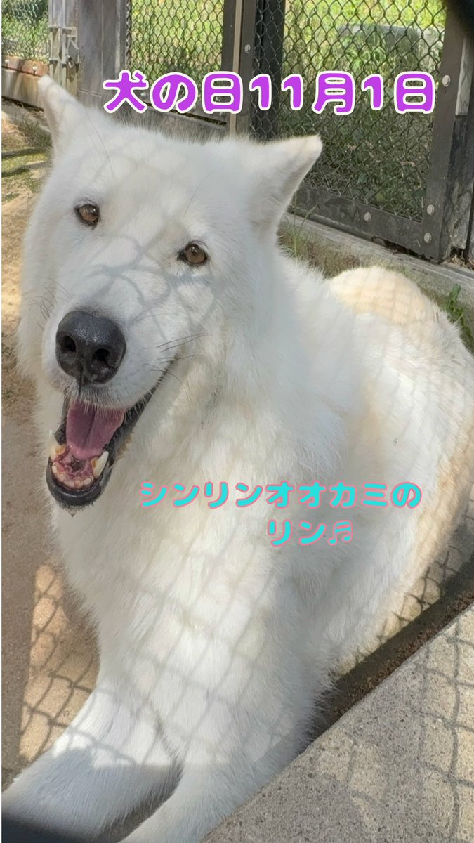 kotaka🐺🐬🦊🔭 (@ic434wolf) / Posts / X