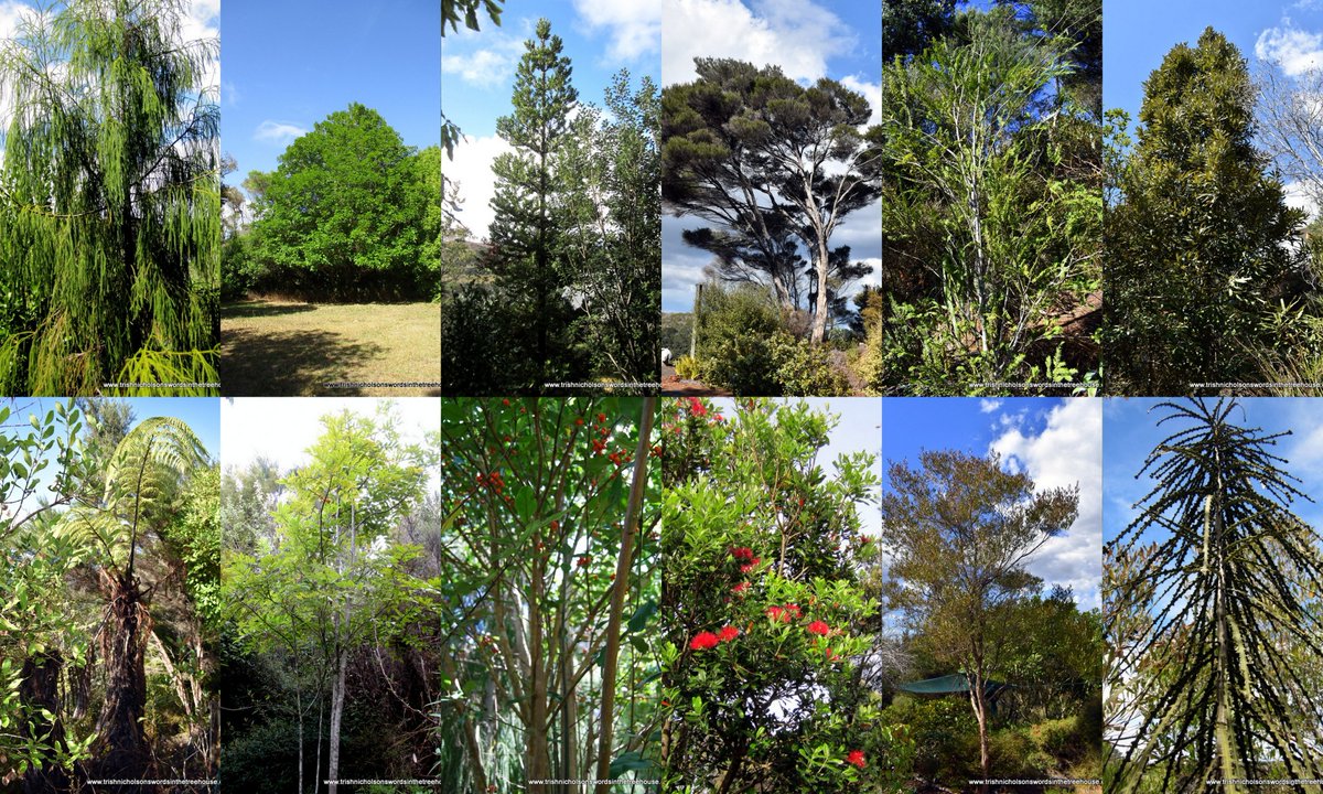 Dr Trish Nicholson tweet media