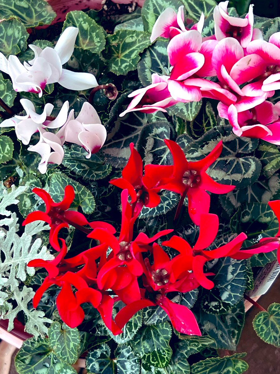 🎀ほほえみ🎀 on X 🎀ほほえみ🎀 on X