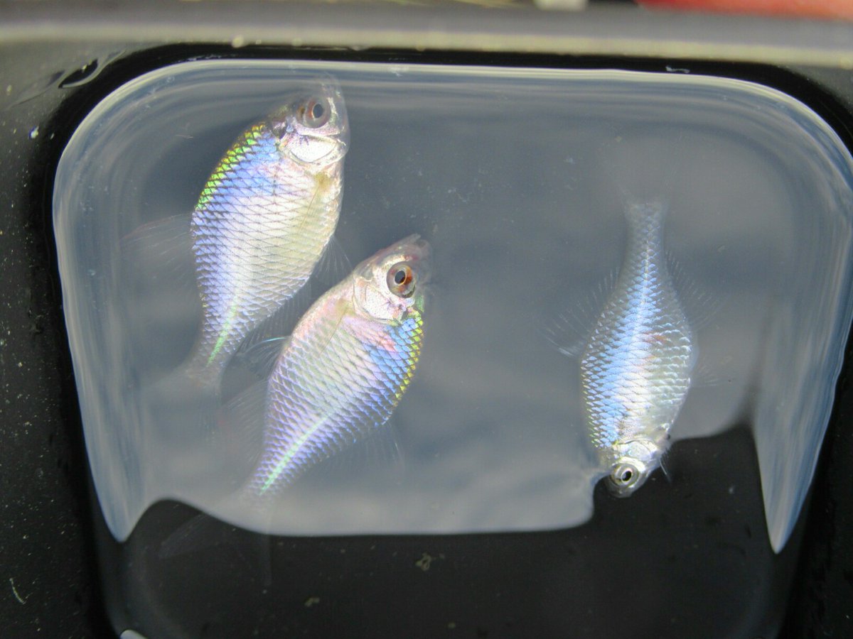 春タナゴ シーズンイン！】タナゴ釣り - YouTube