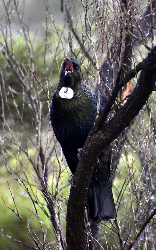 Dr Trish Nicholson tweet media