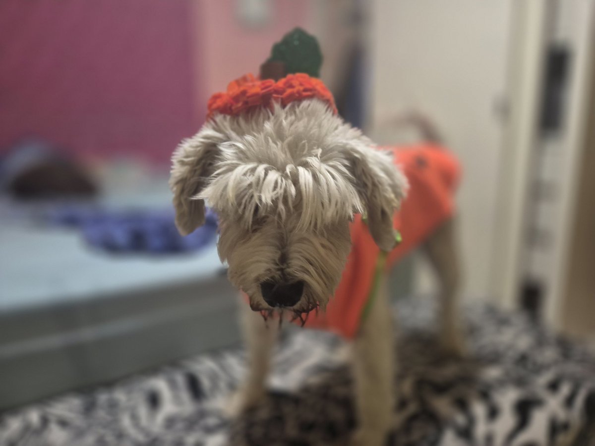 alis1299's tweet photo. @DiloConPerritos Bongo y Max https://t.co/MwLFWwk4Eu