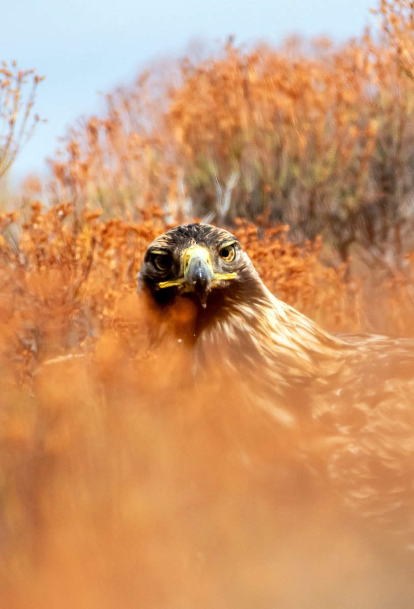 🌄 Bozkırın dinginliği, ormanın gizemiyle buluşuyor...

Akdağ Milli Parkı’nda her canlı, doğanın dengesine bir nota ekliyor. 🎵

Hepsi aynı yaşam sahnesinde, aynı döngünün parçası...💚

📸 Erdal TOPRAK

<a href="/TCTarim/">T.C. Tarım ve Orman Bakanlığı</a>