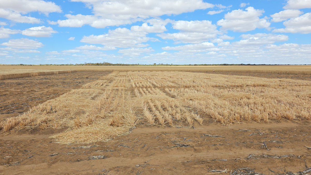 Ty Henning tweet media