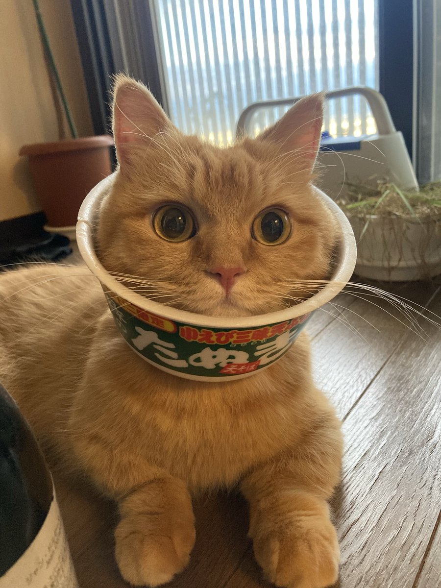 ねこページ 猫しっし（REP-600)