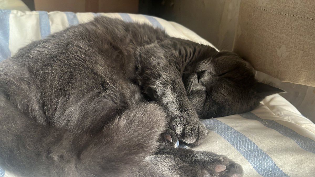 catcooked's tweet photo. ピカさんの毛並みの調子がいいので撮った https://t.co/kYCzaxConN
