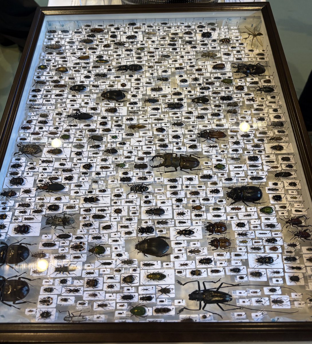 buruninja's tweet photo. 生物研究部の展示見てきました。ポストカードも結構いろいろあって楽しいです。白枠が新作とのこと。 https://t.co/a3i9boUpwq