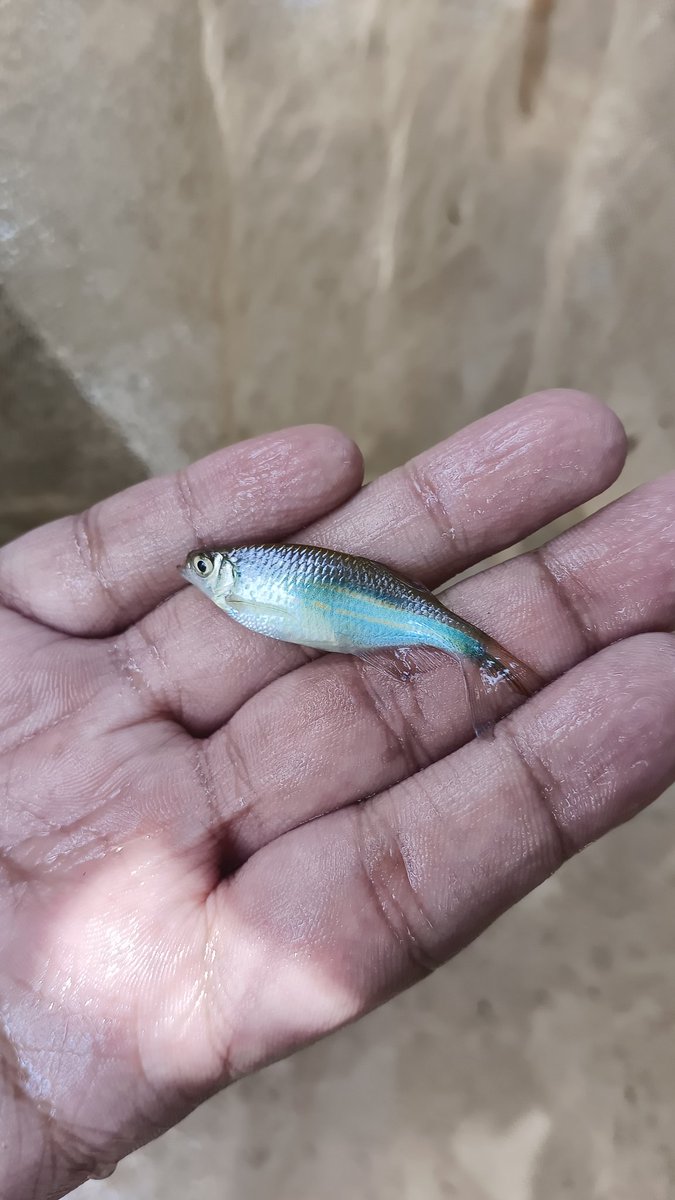 Mack_santo's tweet image. From a field trip with @That_Counsellor a few days ago. 
#westernghats #freshwater #fieldwork #fishing