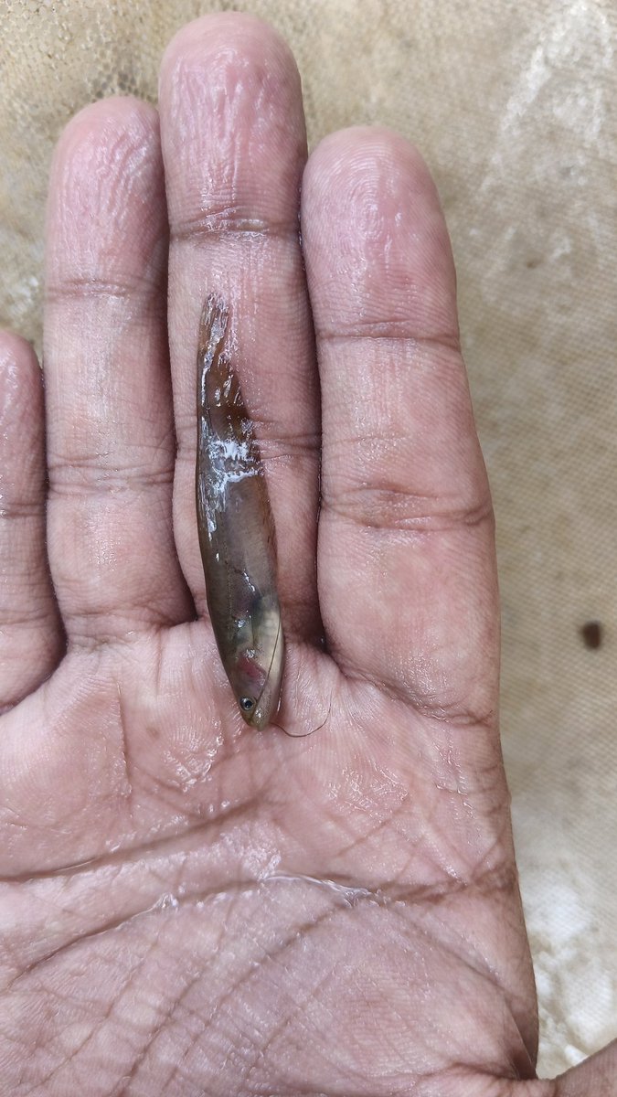 Mack_santo's tweet image. From a field trip with @That_Counsellor a few days ago. 
#westernghats #freshwater #fieldwork #fishing