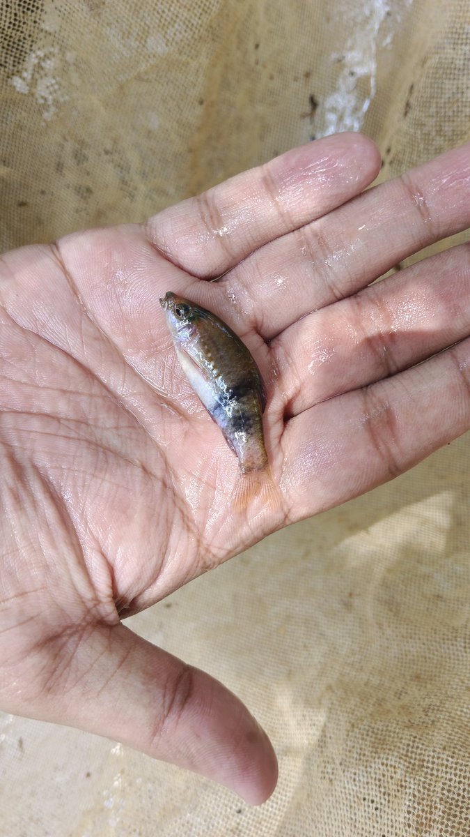 Mack_santo's tweet image. From a field trip with @That_Counsellor a few days ago. 
#westernghats #freshwater #fieldwork #fishing
