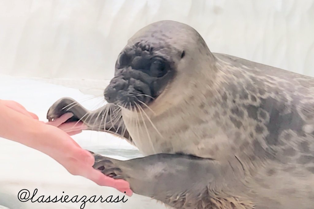 lassie99289125's tweet image. Moya モヤ

モヤはモヤなんですけど
やっぱり父子やなぁと思う瞬間が
時々あります

 #海遊館  #アザラシ  #seal