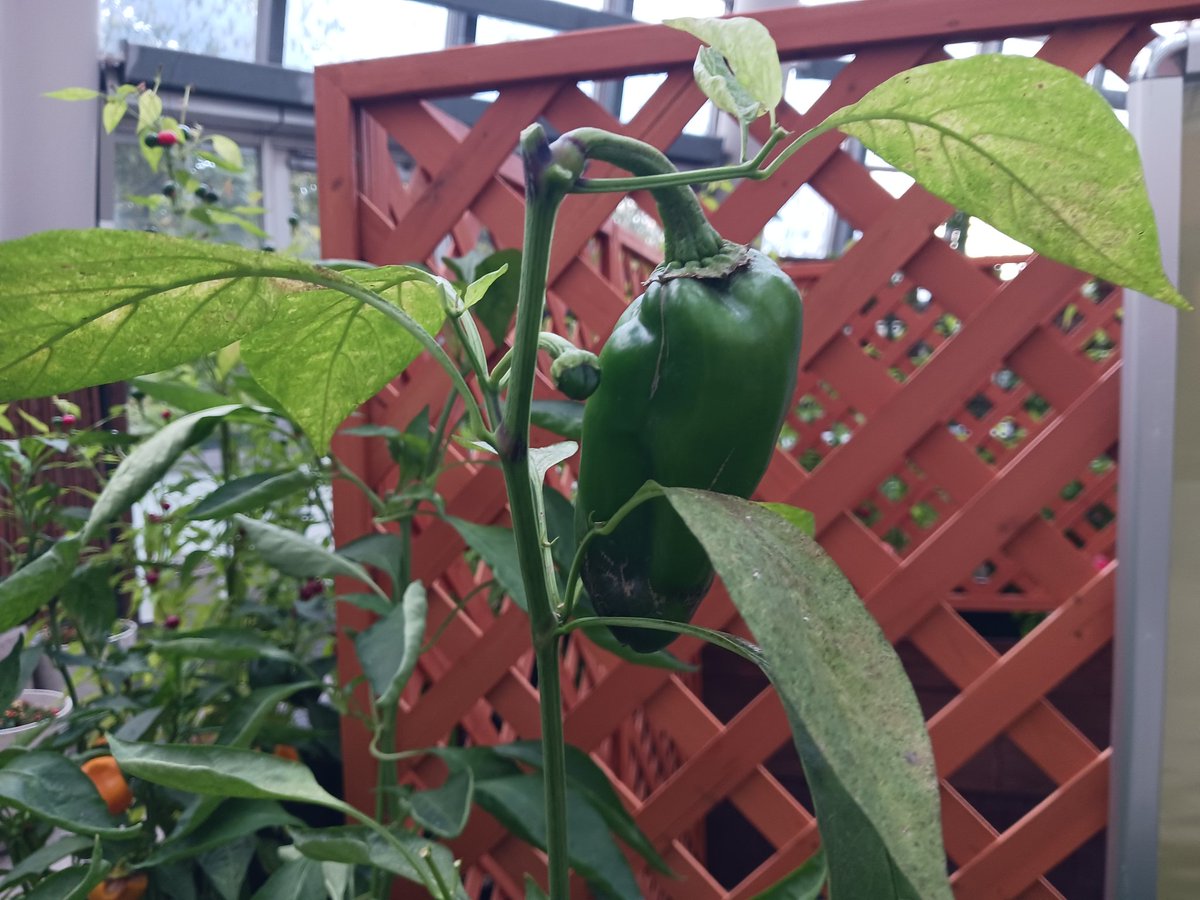 めちょっく♥️🫑 on X