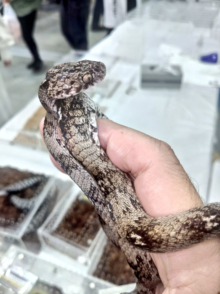 雨傘也 tweet media