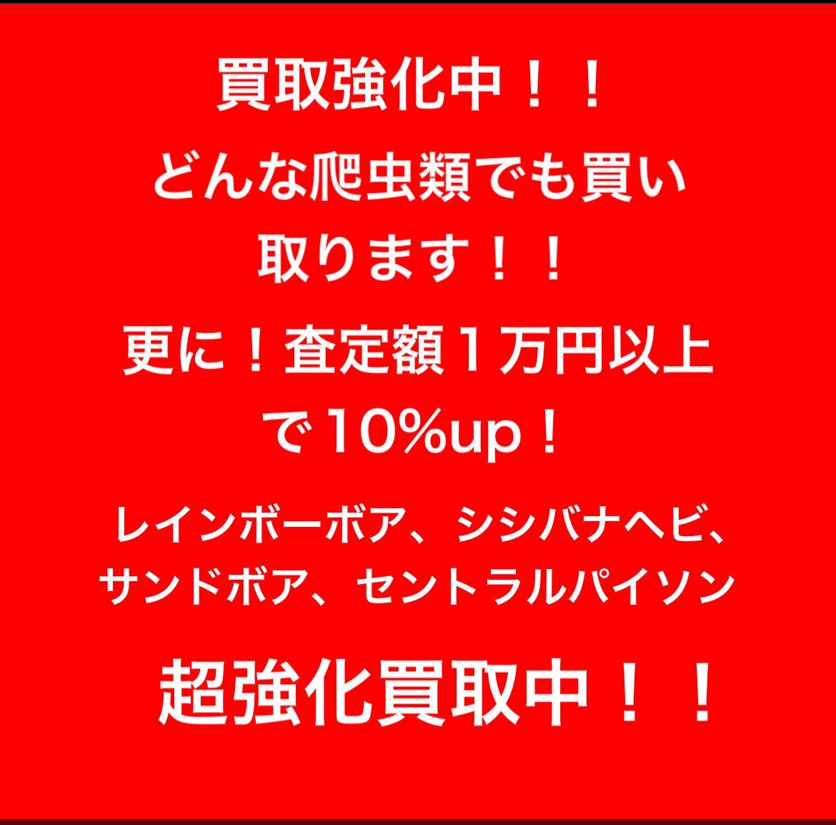 peach_chan_8's tweet photo. 爬虫類の買取強化中です！
全国対応しております！
DM等でお問い合わせください！ https://t.co/WNRJ5IP148